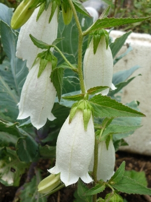 ホタルブクロ ほたるぶくろ 蛍袋 の花言葉 花言葉事典