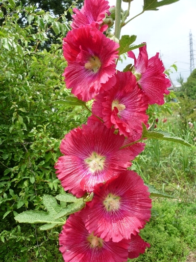 タチアオイ たちあおい 立葵 の花言葉 花言葉事典