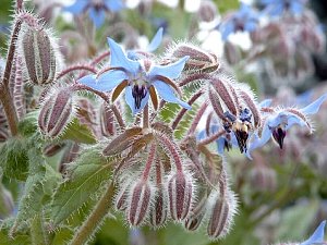 ボリジの花言葉 花言葉事典