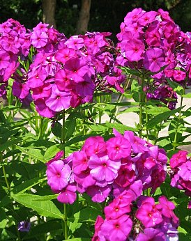 Phlox.jpg