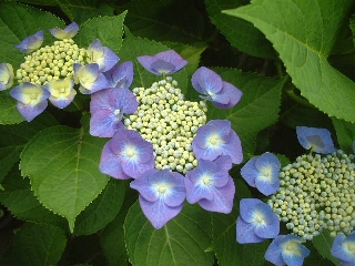 アジサイ あじさい 紫陽花 の花言葉 花言葉事典