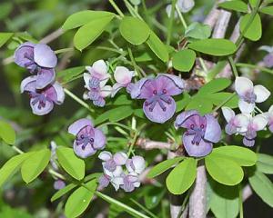 アケビ あけび 通草 木通 の花言葉 花言葉事典