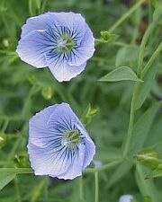 アマ あま 亜麻 の花言葉 花言葉事典