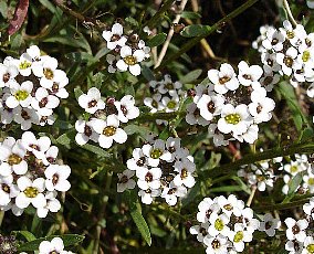 スイートアリッサム アリッサム の花言葉 花言葉事典