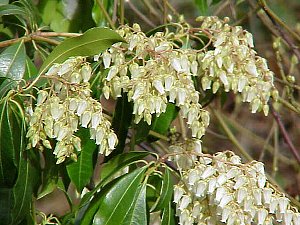 アセビ あせび 馬酔木 の花言葉 花言葉事典