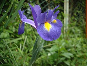 アイリス アヤメ 菖蒲 文目 の花言葉 花言葉事典