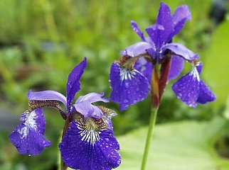 アイリス アヤメ 菖蒲 文目 の花言葉 花言葉事典