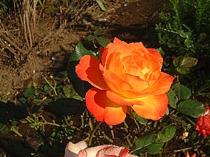 オレンジのバラ