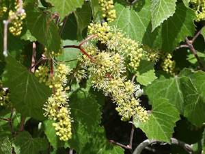 ブドウ ぶどう 葡萄 の花言葉 花言葉事典