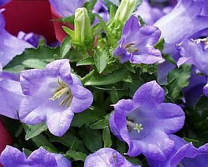 campanula.jpg