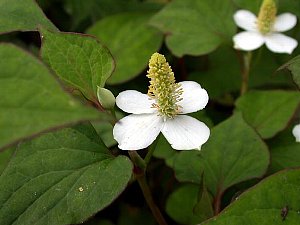 どくだみ の 花 言葉