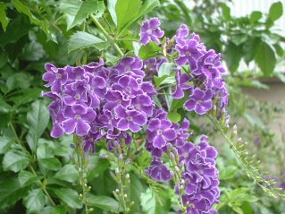 デュランタの花言葉 花言葉事典