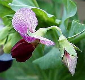 エンドウ えんどう 豌豆 の花言葉 花言葉事典