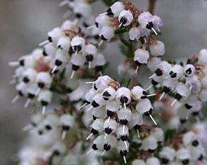 孤独と裏切りの花言葉 ７選 花言葉事典