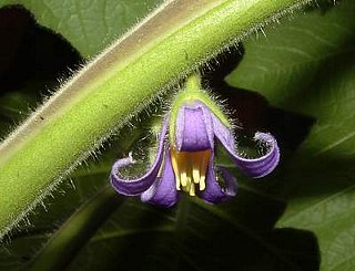 フォックスフェイスの花