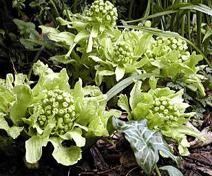 フキノトウ ふきのとう 蕗の薹 の花言葉 花言葉事典