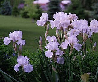 アイリス アヤメ 菖蒲 文目 の花言葉 花言葉事典