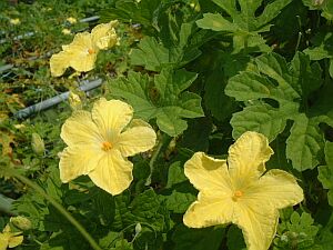 ニガウリ にがうり 苦瓜 ゴーヤ の花言葉 花言葉事典