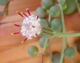 グリーンネックレスの花言葉 花言葉事典