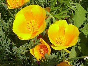 ハナビシソウ はなびしそう 花菱草 カリフォルニアポピー の花言葉 花言葉事典