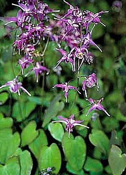 イカリソウ いかりそう 錨草 碇草 の花言葉 花言葉事典