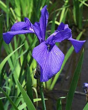 カキツバタ かきつばた 杜若 燕子花 の花言葉 花言葉事典