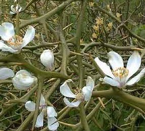 カラタチ からたち 枸橘 枳殻 の花言葉 花言葉事典