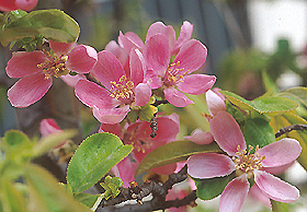 カリンの花