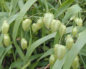 コバンソウ こばんそう 小判草 の花言葉 花言葉事典