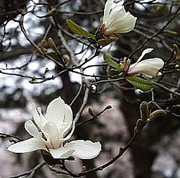 コブシ こぶし 辛夷 拳 の花言葉 花言葉事典