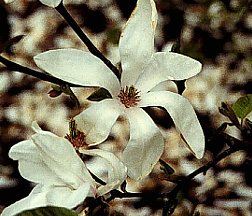 コブシ こぶし 辛夷 拳 の花言葉 花言葉事典