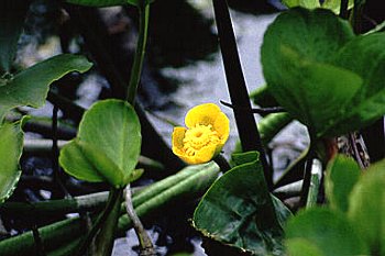 コウホネ こうほね 河骨 の花言葉 花言葉事典