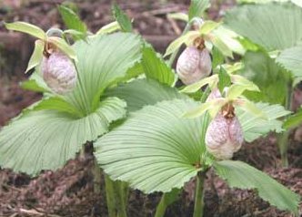 クマガイソウ くまがいそう 熊谷草 の花言葉 花言葉事典