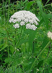 ニンジン にんじん 人参 の花言葉 花言葉事典