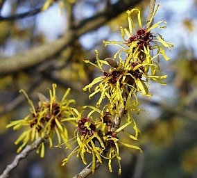 まんさく の 花