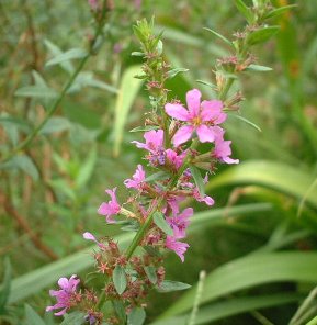 ミソハギ みそはぎ 禊萩 の花言葉 花言葉事典