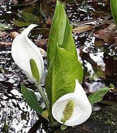 ミズバショウ みずばしょう 水芭蕉 の花言葉 花言葉事典