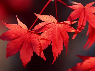 モミジ もみじ 紅葉 の花言葉 花言葉事典