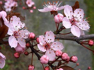 モモ もも 桃 の花言葉 花言葉事典