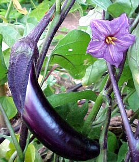 ナス なす 茄子 の花言葉 花言葉事典