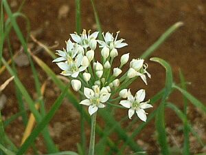 ニラ にら 韮 の花言葉 花言葉事典