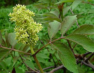 ニワトコの花