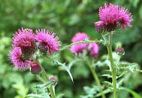 ノアザミ のあざみ 野薊 の花言葉 花言葉事典