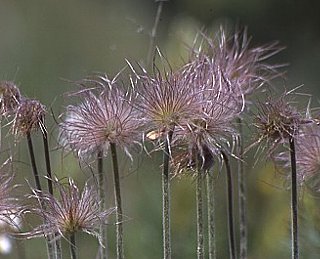 オキナグサ おきなぐさ 翁草 の花言葉 花言葉事典