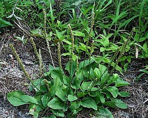 オオバコ おおばこ 大葉子 の花言葉 花言葉事典