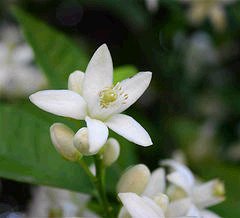 オレンジの花言葉 花言葉事典