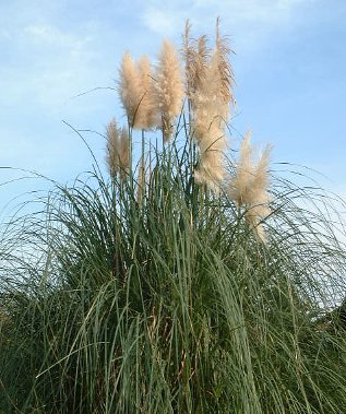 パンパスグラスの花言葉 花言葉事典