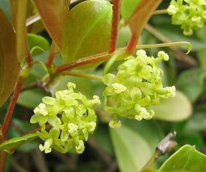 サルトリイバラの花