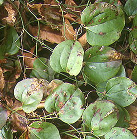 サルトリイバラの葉