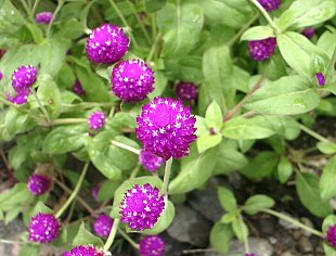 センニチコウ せんにちこう 千日紅 ストロベリーフィールドの花言葉 花言葉事典